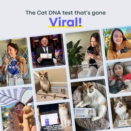 Basepaws Cat DNA Test, Breed & Health Reports, Wildcat Index, 39 Health Markers, 17 Genetic Diseases - 1 Pack
