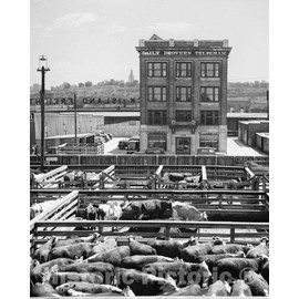 Restored Black & White Photo - Historic Kansas City, Kansas - Kansas City Stockyards, c1936-32in x 44in