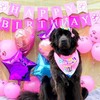Suministros para Fiesta para Perro, Bandana de Cumpleaños para Perro,