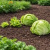 Crisphead Iceberg Lettuce Seeds – Compact Round Heads with Crisp
