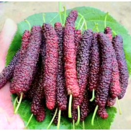 Seed-Top 200 Pakistan Mulberry Fruit Tree Seeds Popular Variety Rare Morus  Dense fruit