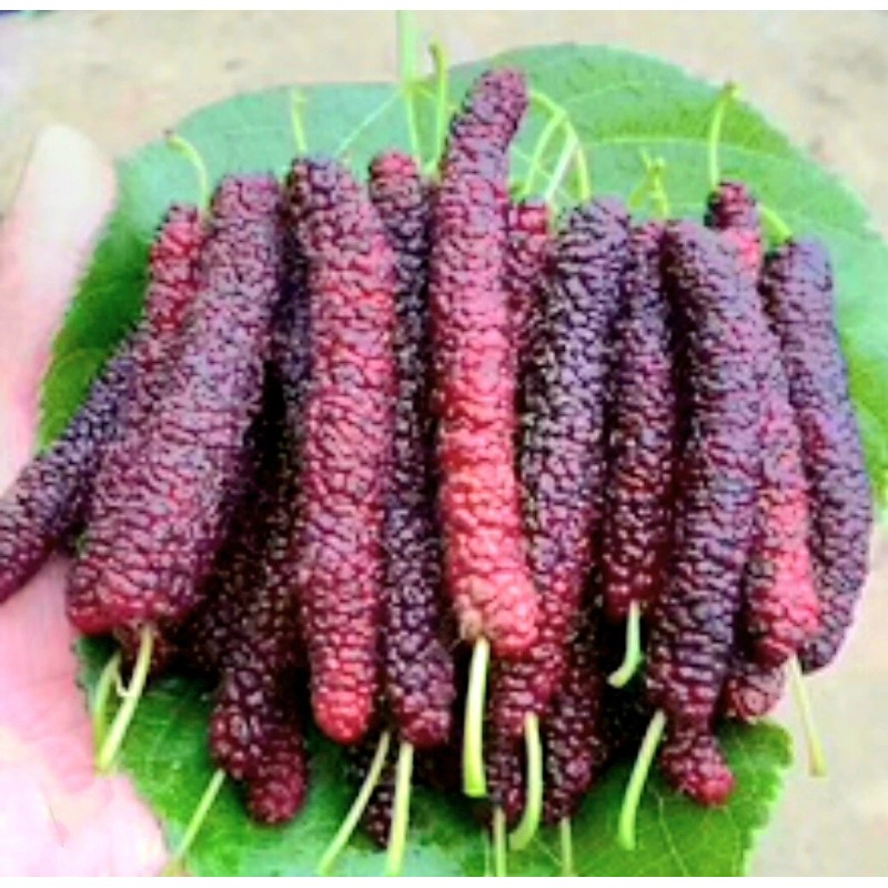 Seed-Top 200 Pakistan Mulberry Fruit Tree Seeds Popular Variety Rare