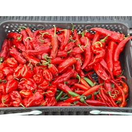 Chili Peppers “Motown Magic" Hot Chili Pepper Seeds x20 MIX – Michigan Grown! Organic, Non-GMO