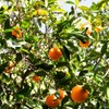 40 Pcs Orange Seeds Planting for Outdoor Indoor