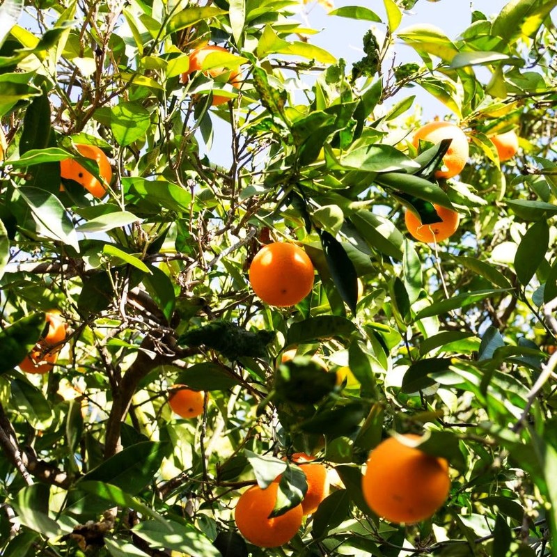 40 Pcs Orange Seeds Planting for Outdoor Indoor