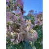 mimosa Dried Silk Mimosa Tree Pink Flowers Leafs Tea Tincture