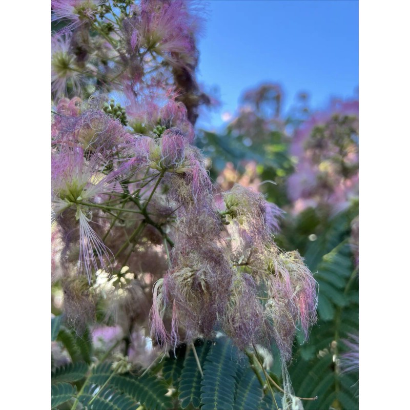 mimosa Dried Silk Mimosa Tree Pink Flowers Leafs Tea Tincture