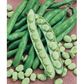 T & T Heirloom Broad Windsor Bean Seeds - Lush Green Foliage with Hardy Pods, Ideal for Fresh Eating, Cooking, and Freezing, Non-GMO and Easy to Grow (125 Grams)