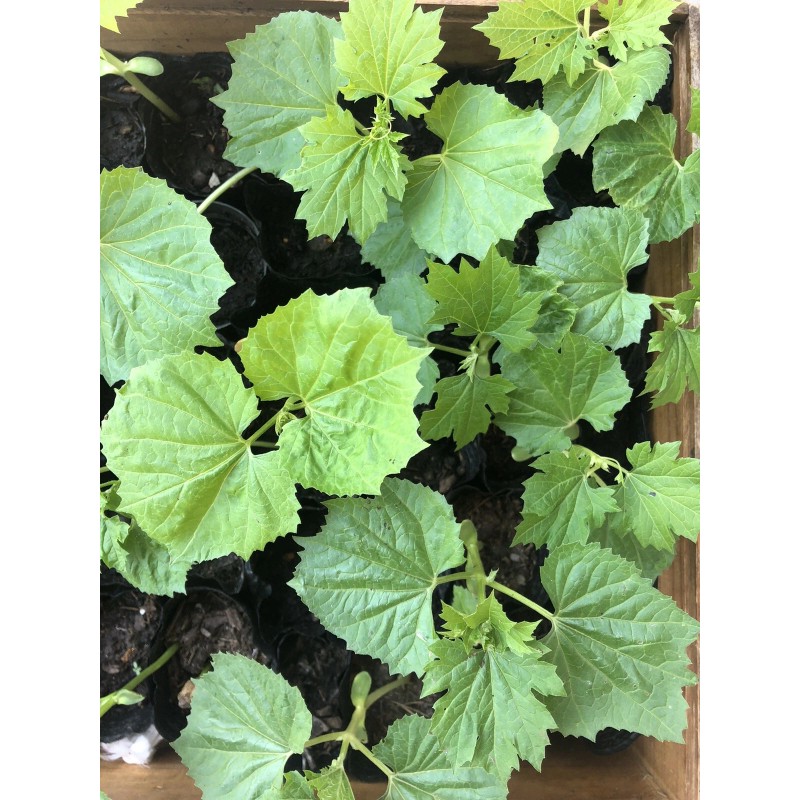 BitterMelon Seed 25pcs BitterMelon Gourd Ampalaya Seed Fresh Harvested US