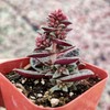 FOLIAGEMS Live Succulent Cactus Plants from USKC (2" Pot) (Crassula