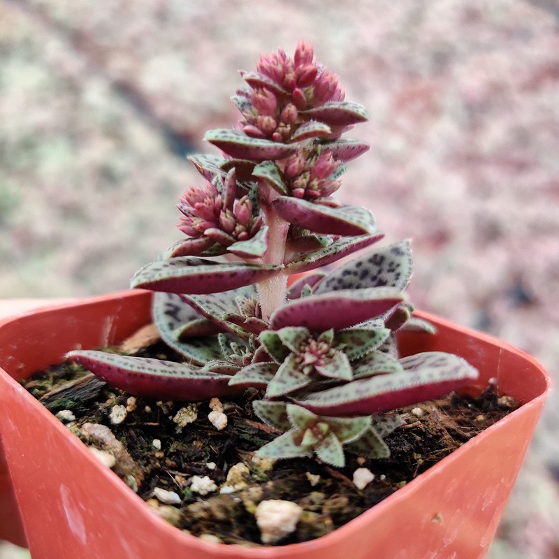 FOLIAGEMS Live Succulent Cactus Plants from USKC (2" Pot) (Crassula