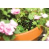 Rain Bird PATIOKIT Drip Irrigation Patio Watering Kit, Connects to