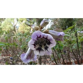Buy Rare Seeds Paulownia fortunei | Dragon Tree | Fortunes Empress | Sapphire | 100_Seeds