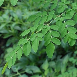 Moringa Moringa Leaf Tea 100% Moringa Powder Powder Morningga 500g x 3 / 모린가 모링가 잎 차 100% 모링가 가루 분말 파우더 모닝가 500g x3개