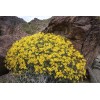 Brittlebush Seeds (Encelia Farinosa) -30 seeds- Desert Wildflower