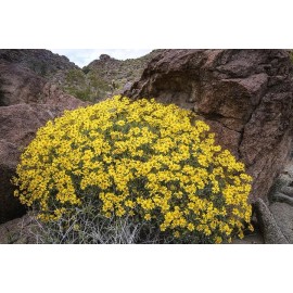 Brittlebush Seeds (Encelia Farinosa) -30 seeds- Desert Wildflower
