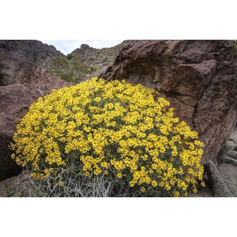 Brittlebush Seeds (Encelia Farinosa) -30 seeds- Desert Wildflower