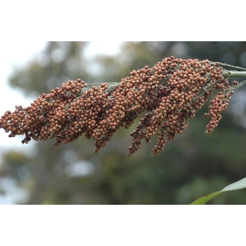 Link Sweet Sugar Drip Sorghum Seeds - 800-1000 seeds