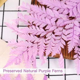 Tavkite Fern Preserved Purple Ferns, 10 PCS Dried Boston Fern with Stems, 15'' Real Leaves for Dried Flowers Arrangements Wedding Garland Bouquets Home Party Centerpiece Table Decorations Vase Filler
