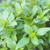 PREMIER SEEDS DIRECT - HERB - BASIL - THAI LARGE