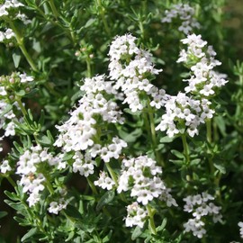 Aromatics International Pure Organic Aromatics International Thyme ct Linalool Essential Oil 5ml | Organic Essential Oils