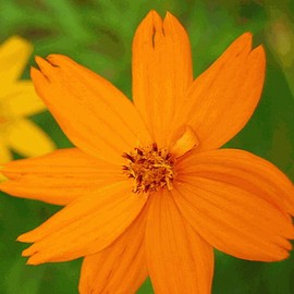 Everwilde Farms - 1 Oz Tall Orange Cosmos Wildflower Seeds - Gold Vault