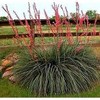 Red Yucca (Bundle of 4)- Hesperaloe parviflora - Quart Containers