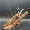 Tillandsia, Tillandsia butzii