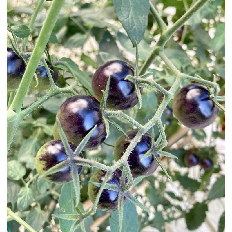 Tim's Tomatoes Bosque Blue Tomato Seeds | Organic | Rare