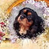 CafePress Cavalier King Charles Spaniel Square Car Magnet 3 Square