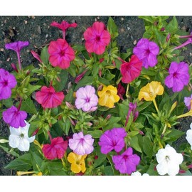 75 Four O’Clock Formula Mix Flower Seeds Mirabilis Jalapa