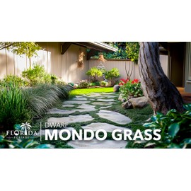 Dwarf Mondo Grass | 3 Live Plants | Ophiopogon Japonicus Nana | Lush Ground Cover | Shade Loving Low Maintenance Garden Solution | Ideal for Landscaping and Borders | Hardy and Evergreen