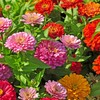 The Old Farmer's Almanac Zinnia Seeds (Dahlia Mix) - Approx