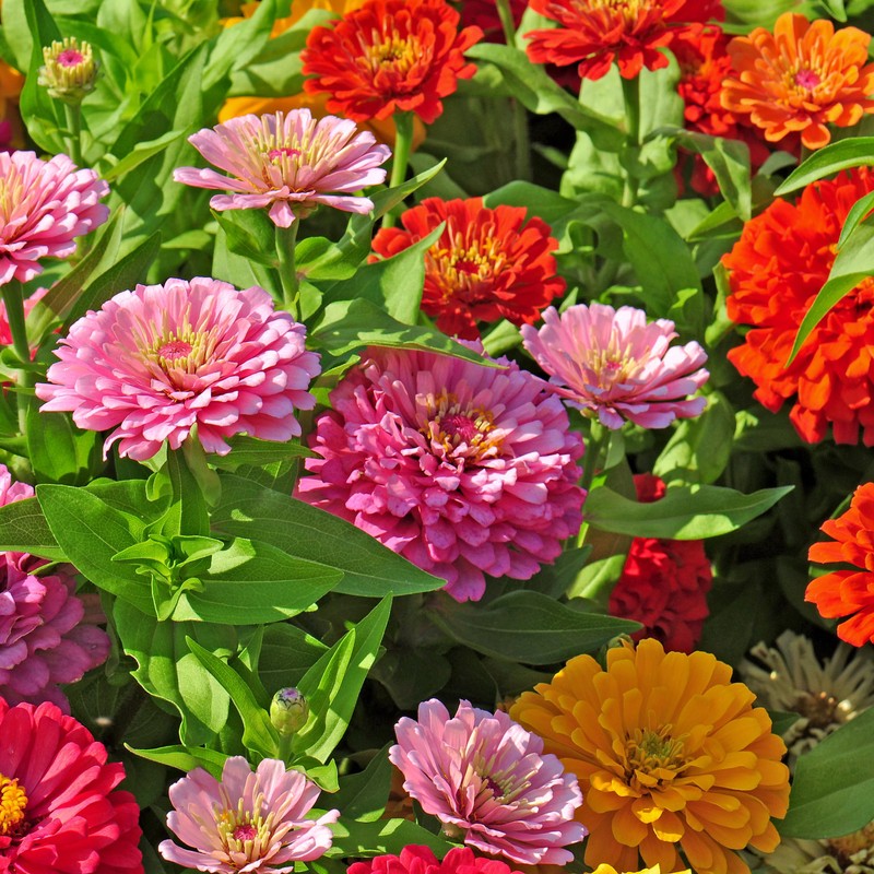 The Old Farmer's Almanac Zinnia Seeds (Dahlia Mix) - Approx