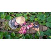 Tea Lotus Flower Tea Herbal Dried Whole Blossom - 5