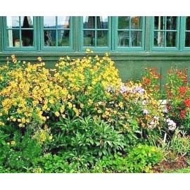 Little Seed Store 501+AUTUMN SNEEZEWEED Seed Perennial Native Wildflower Summer Garden Container