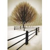 Solitude - Poster by David Lorenz Winston (11 x 14)