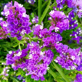 1000+ Perennial Limonium Statice Flower Seeds for Planting Non-GMO Heirloom Annual Limonium Cut Flower