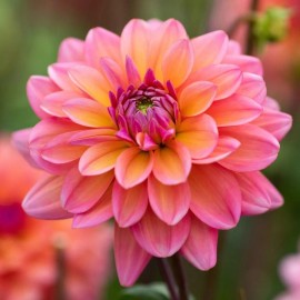 Toadstool Seeds 25 Great Silence Dahlia Seeds Flower Perennial Flowers Flowering 1120 US SELL