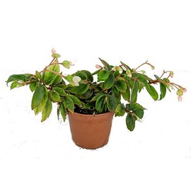 Tiny Gem Begonia Plant - 2.5" Pot - Terrarium/Fairy Garden/House Plant