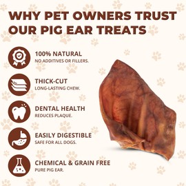 100% Natural Whole Pig Ear Dog Treat - 10 Pack Our Healthy Pig Ears are Easy to Digest, Chemical & Hormone Free Thick Cut for Aggressive Chewers, Great Small Or Large Dogs
