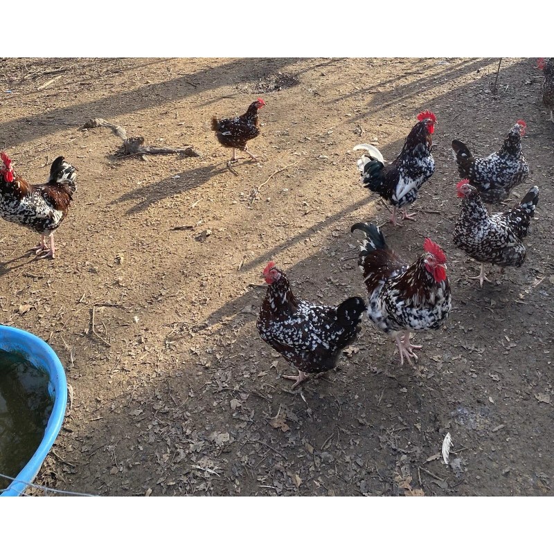 Chicken Manure 5lbs Chicken Manure, Fresh, Organic