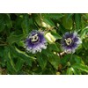 40pcs Passion Flower Seeds Garden Passiflora Potted Plants