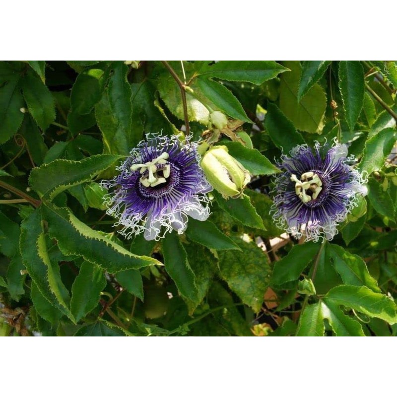 40pcs Passion Flower Seeds Garden Passiflora Potted Plants