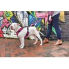 PetSafe Sure-Fit Harness - Maximum Adjustability - Soft Padded Straps