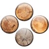 Fridge Magnets Tree Trunk Discs Gift Set of 4 Vintage