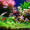 Ornamental Fish for Luxury Net L Fine