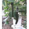 MASTERBLEND ® 4-18-38 Tomato & Vegetable Fertilizer (5 bs) FREE