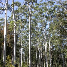 Eucalyptus grandis (Rose Gum, Flooded Gum, Grand Eucalyptus) Tree Seeds, Impressive Size, Attractive Apearance, and Commercial Value, Seeds by MySeeds.Co, You Choose The Amount (1/2 LB)