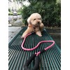 Heavy Duty Reflective Dog Leash for Small Medium Large Dogs